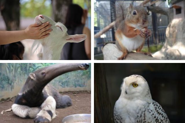 江戸川区自然動物公園の動物たち